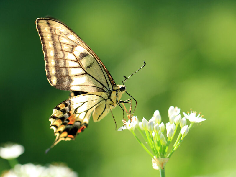 Butterfly on white flower