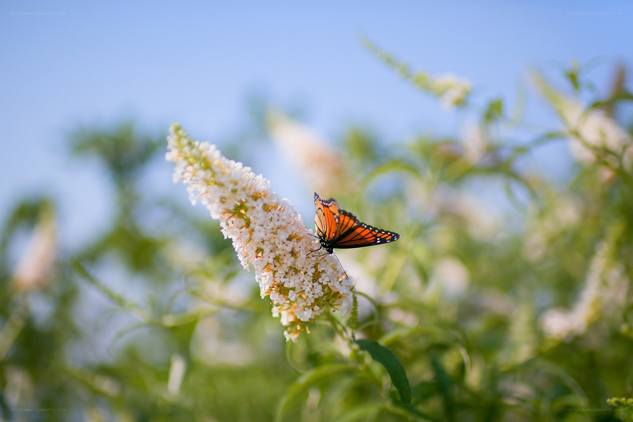 Butterfly on white flower