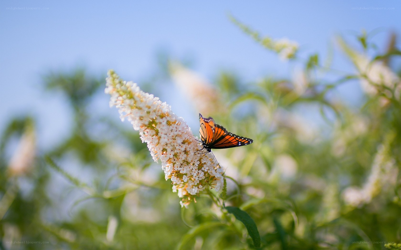 Butterfly on white flower