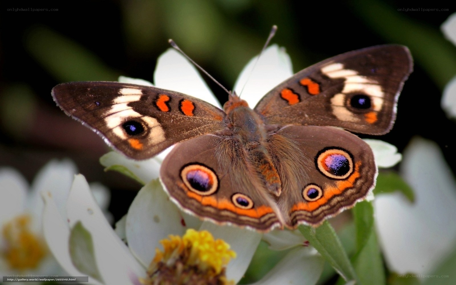 butterfly on white flower