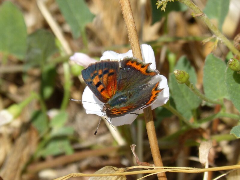 butterfly on white flower