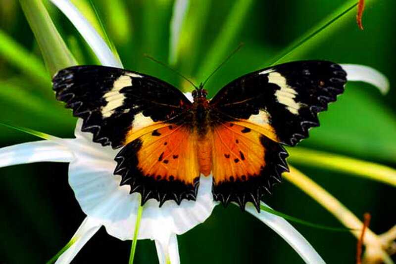 Butterfly on White Flower — Black, Calm, Afternoon