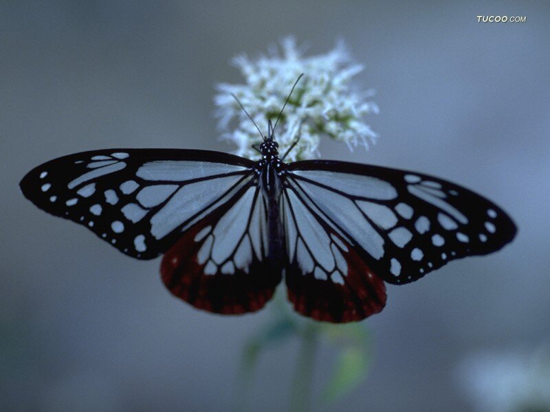 Butterfly on White Flower — Black, Calm