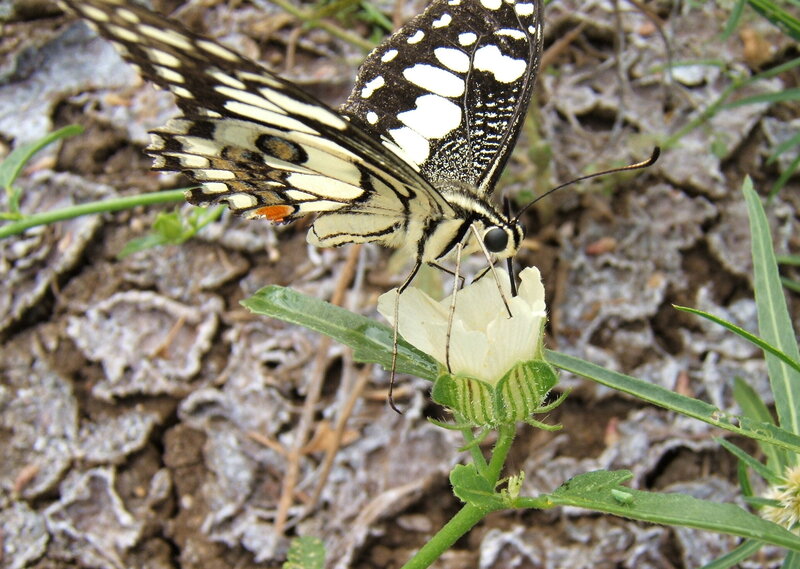 Butterfly on White Flower — Black