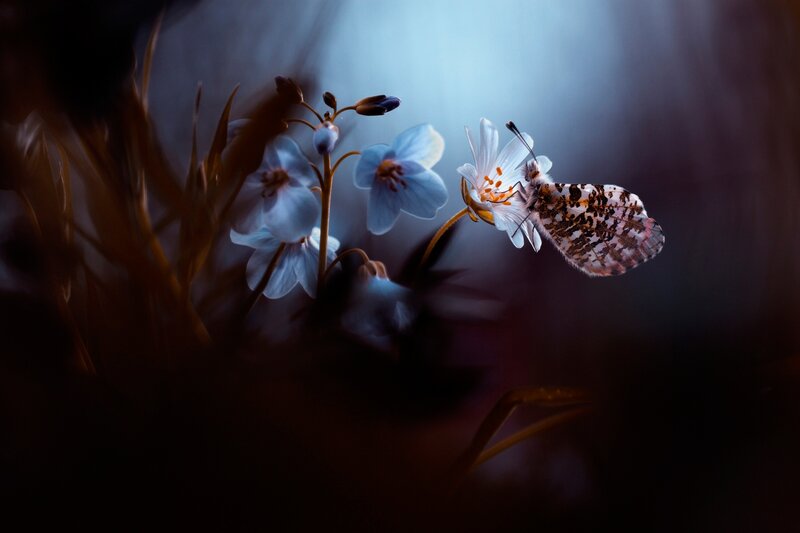 Butterfly on White Flower — Blue