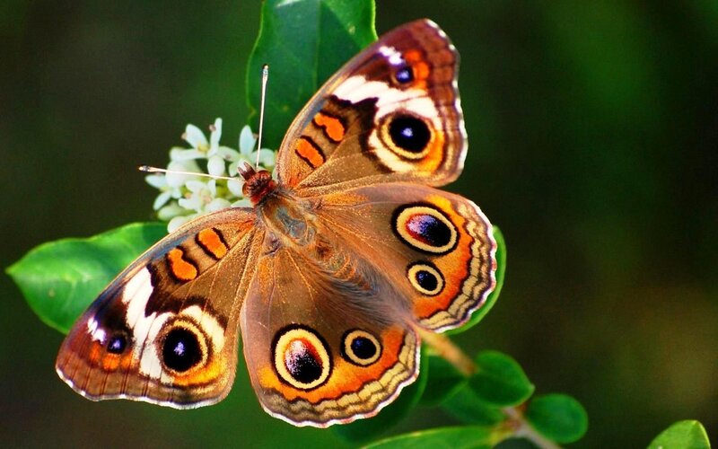 Butterfly on White Flower — Brown, Calm, Afternoon, Photograph