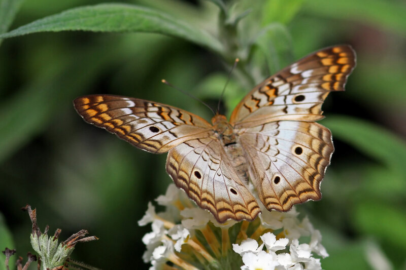 Butterfly on White Flower — Brown, Calm, Afternoon