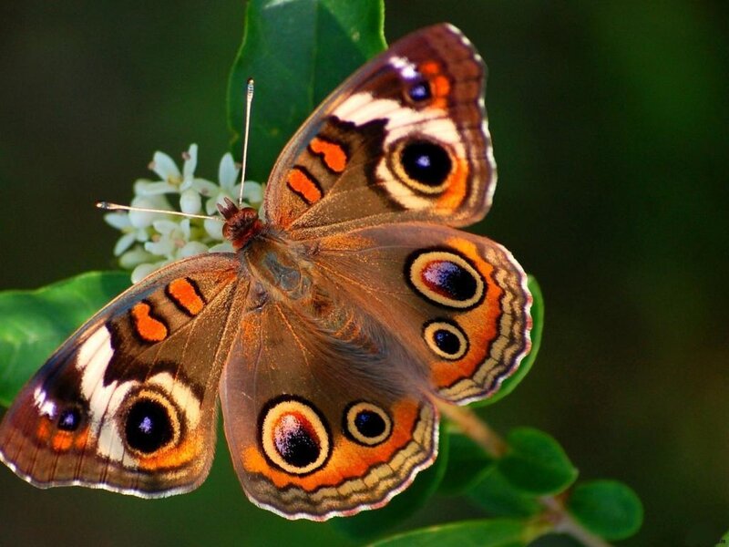 Butterfly on White Flower — Brown, Calm