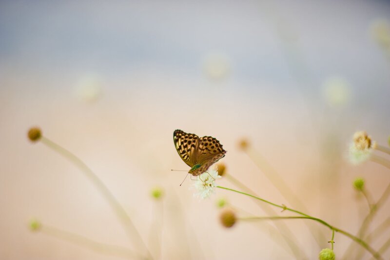 Butterfly on White Flower — Brown, Serene