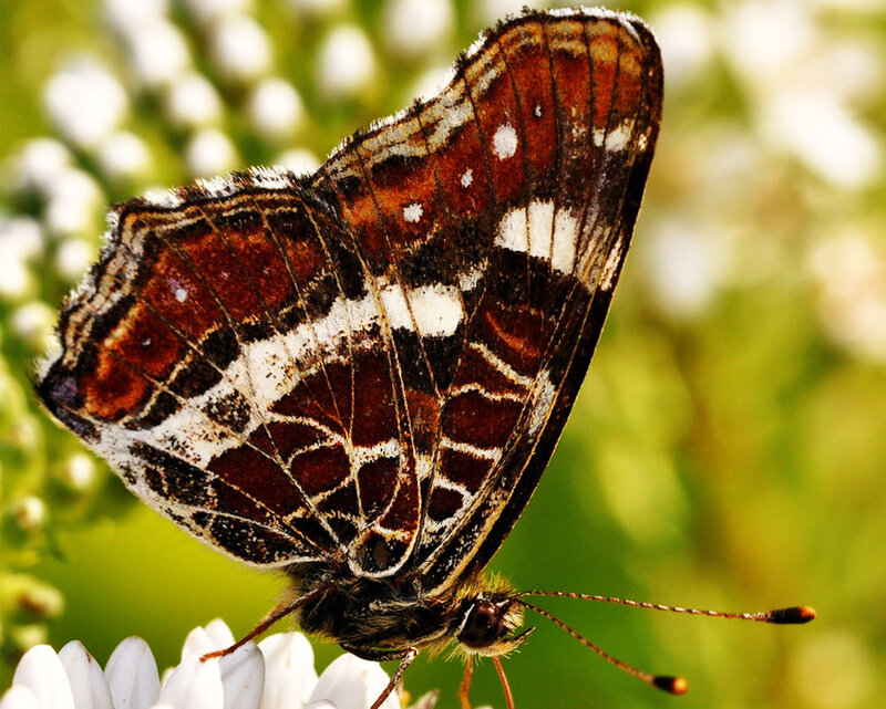 Butterfly on White Flower — Brown