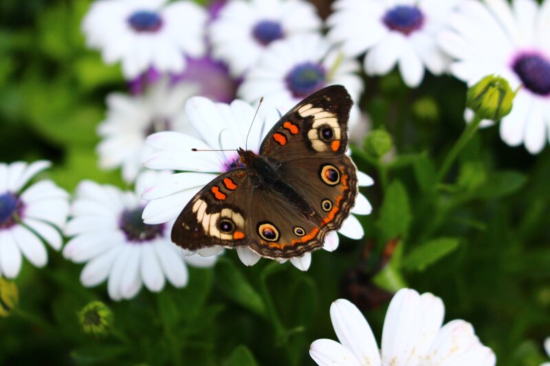 Butterfly on White Flower — Calm, Afternoon, Photograph, Flowers