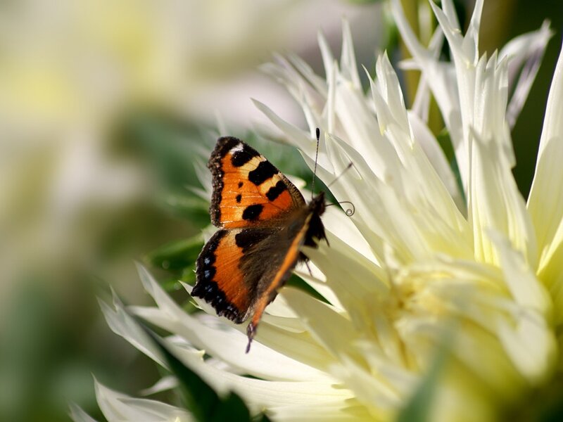 Butterfly on White Flower — Calm, Afternoon, Photograph, Insect