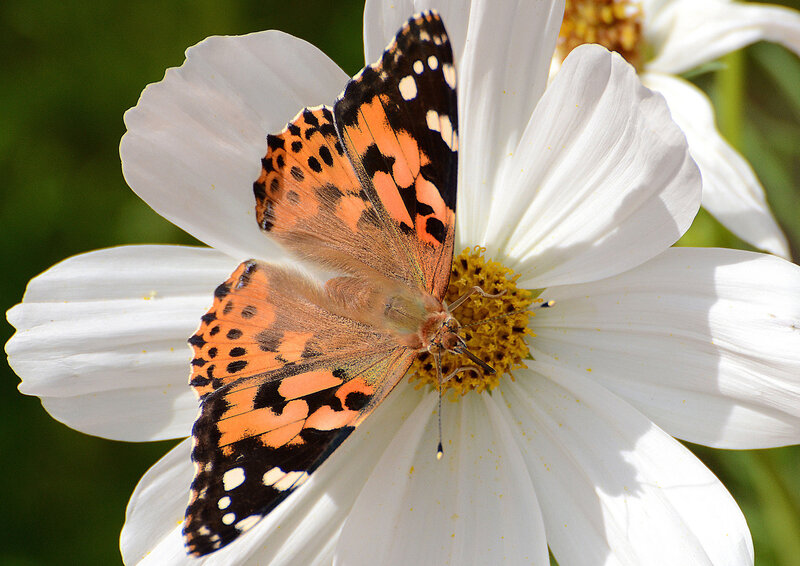 Butterfly on White Flower — Calm, Afternoon, Photograph, Pollen
