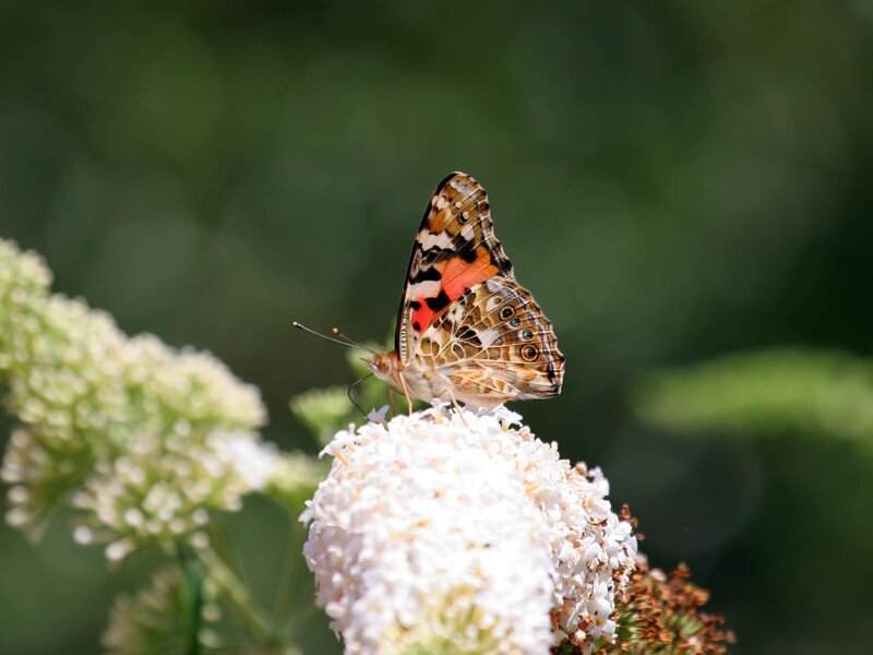 Butterfly on White Flower — Calm, Afternoon