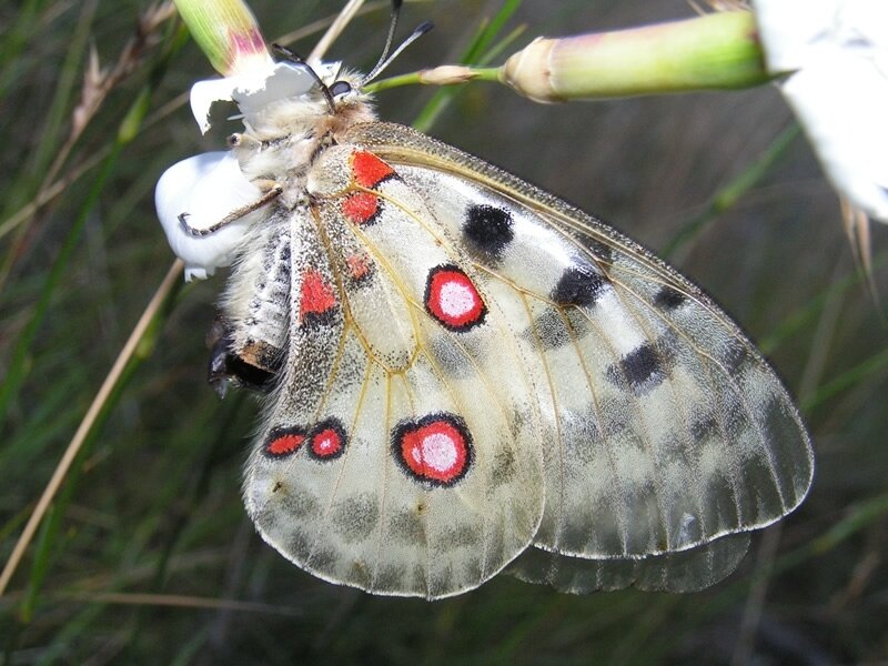 Butterfly on White Flower — Calm