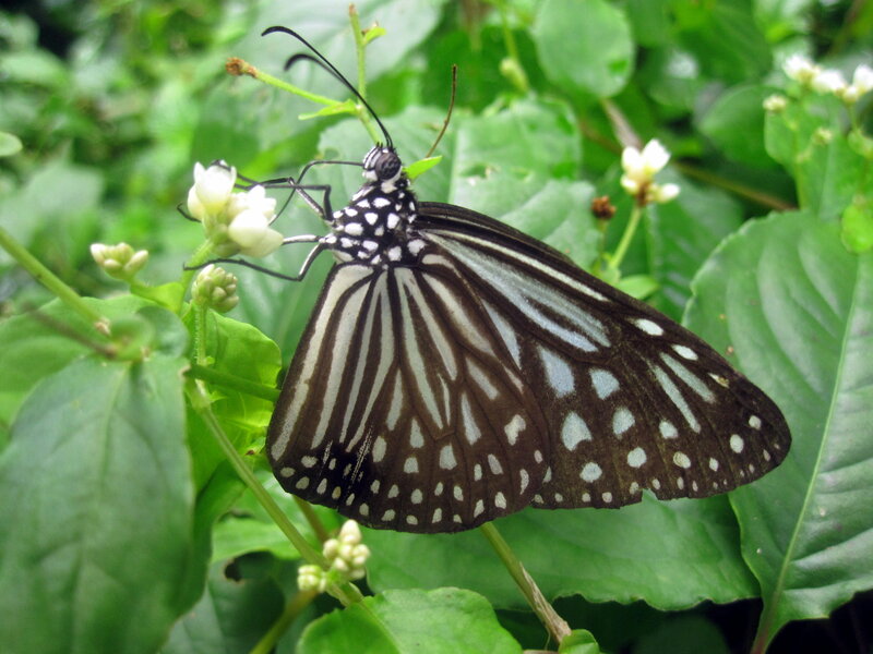 Butterfly on White Flower — Green, Calm