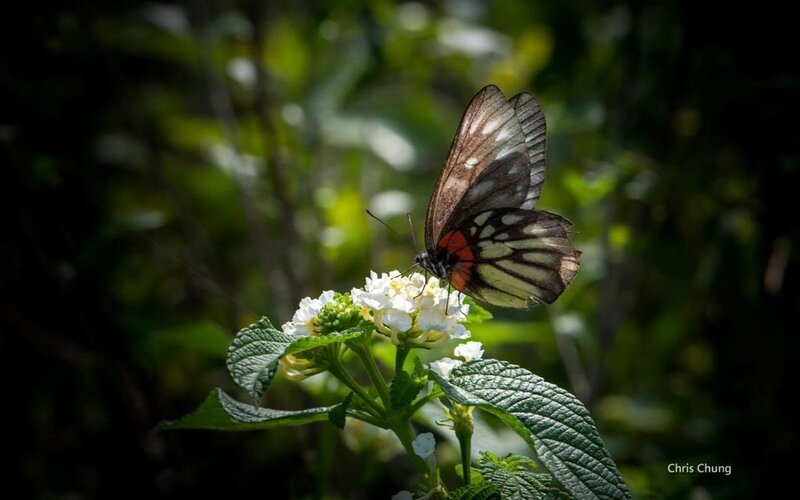 Butterfly on White Flower — Green, Serene, Afternoon, Photograph