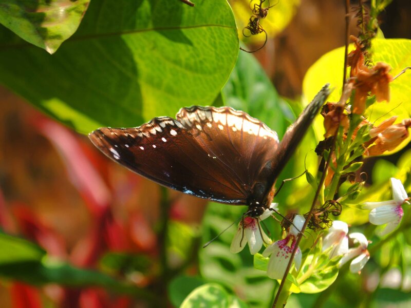 Butterfly on White Flower — Green, Serene, Afternoon
