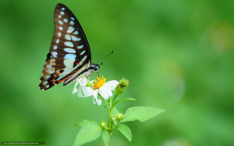 Butterfly on White Flower — Green, Serene, Photograph, Leaf