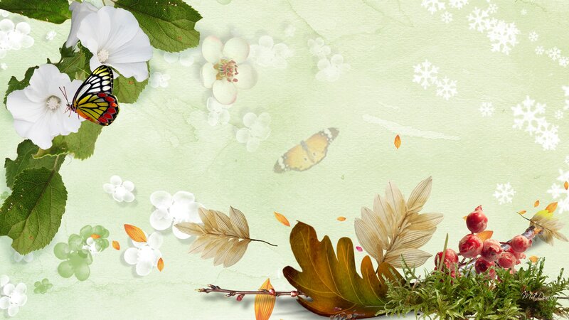 Butterfly on White Flower — Green, Serene, Spring