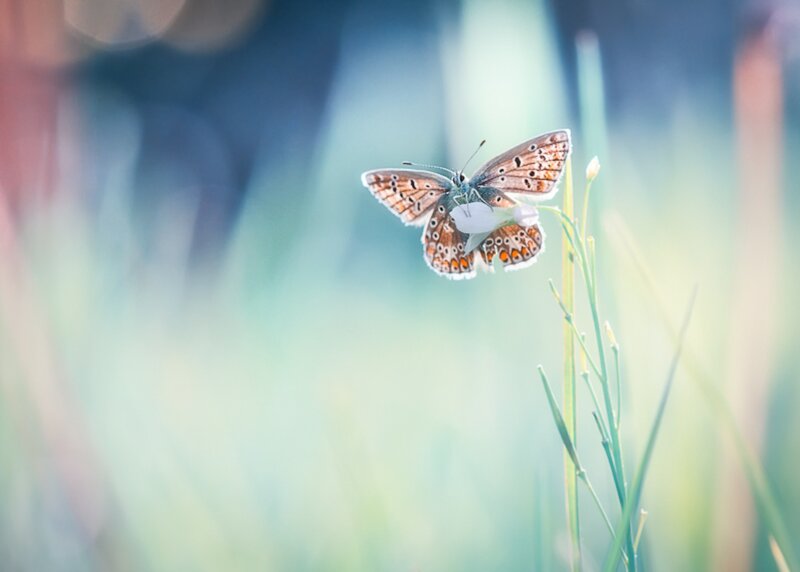 Butterfly on White Flower — Green, Serene