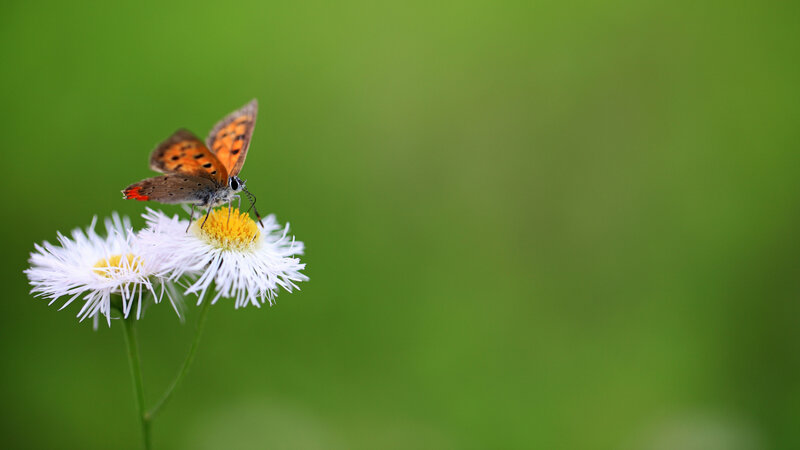 Butterfly on White Flower — Green