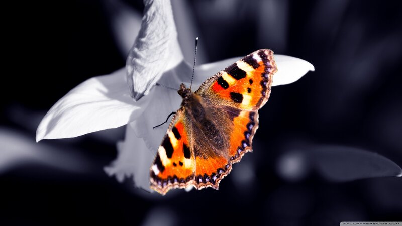 Butterfly on White Flower — Orange