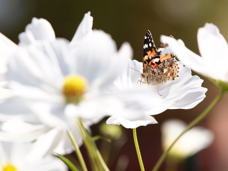 Butterfly on White Flower — Serene, Afternoon, Photograph, Insect, Petal