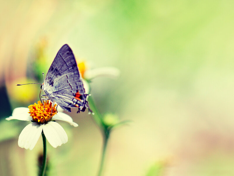 Butterfly on White Flower — Serene, Afternoon, Photograph, Insect