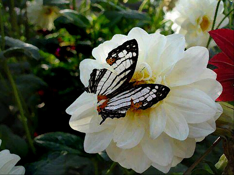 Butterfly on White Flower — Serene, Afternoon, Photograph, Leaves