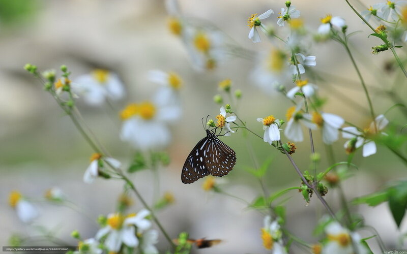 Butterfly on White Flower — Serene, Afternoon, Photograph, Plant