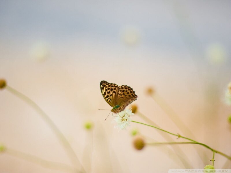 Butterfly on White Flower — Serene, Afternoon
