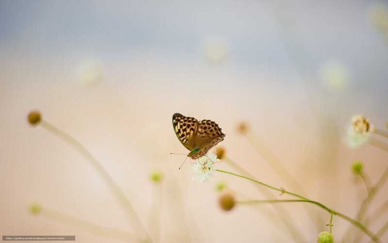 Butterfly on White Flower — Serene, Morning, Photograph, Stem, Bud