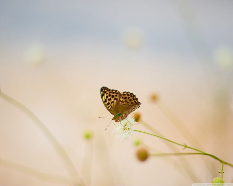 Butterfly on White Flower — Serene, Morning