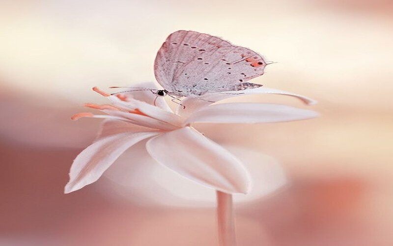 Butterfly on White Flower — Serene, Photograph, Insect