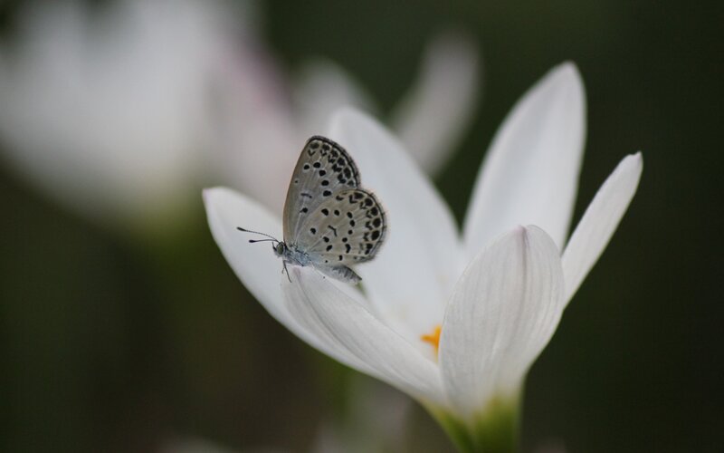 Butterfly on White Flower — Serene, Photograph