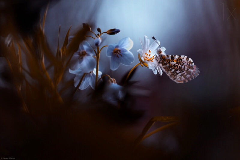 Butterfly on White Flower — Serene, Spring
