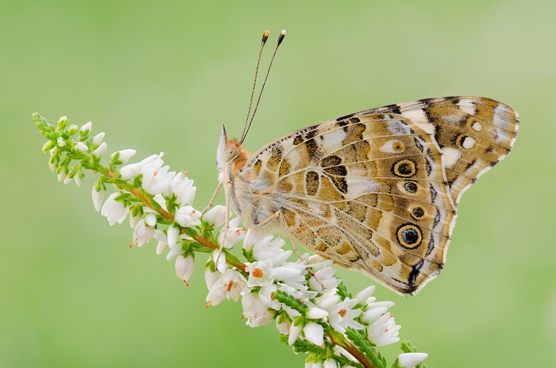 Butterfly on White Flower — Serene, Summer