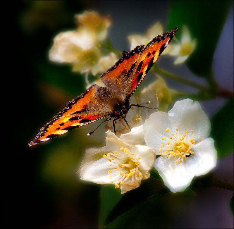 Butterfly on White Flower — Serene