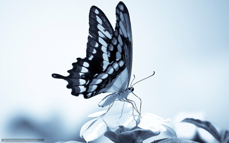 butterfly on white flower