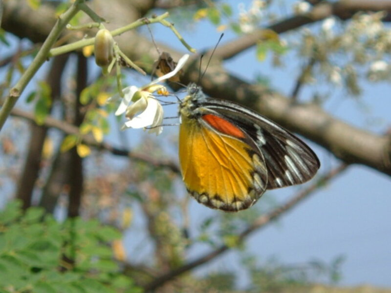 Butterfly on White Flower — Yellow