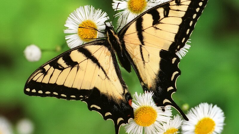 Butterfly on white flowers