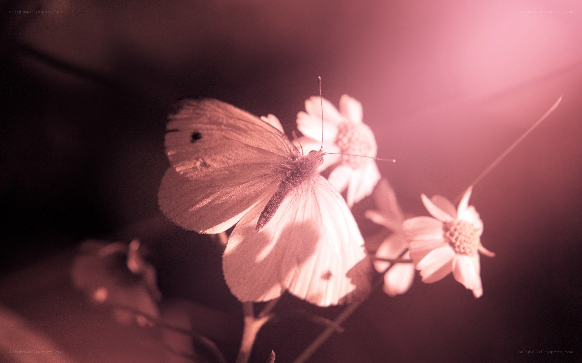 butterfly on white flowers