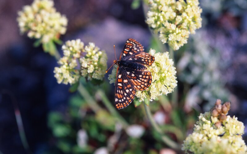 butterfly on white flowers