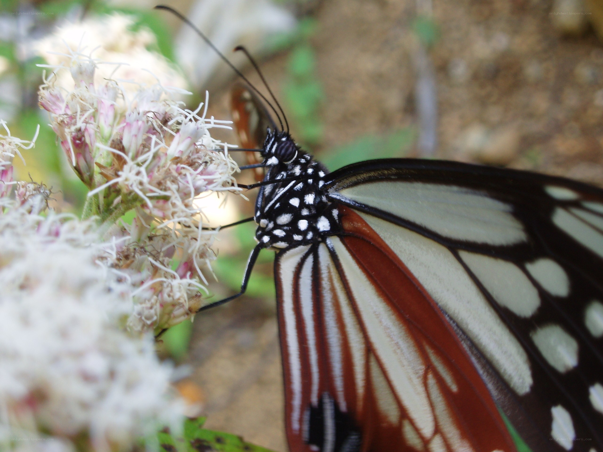 butterfly on white flowers