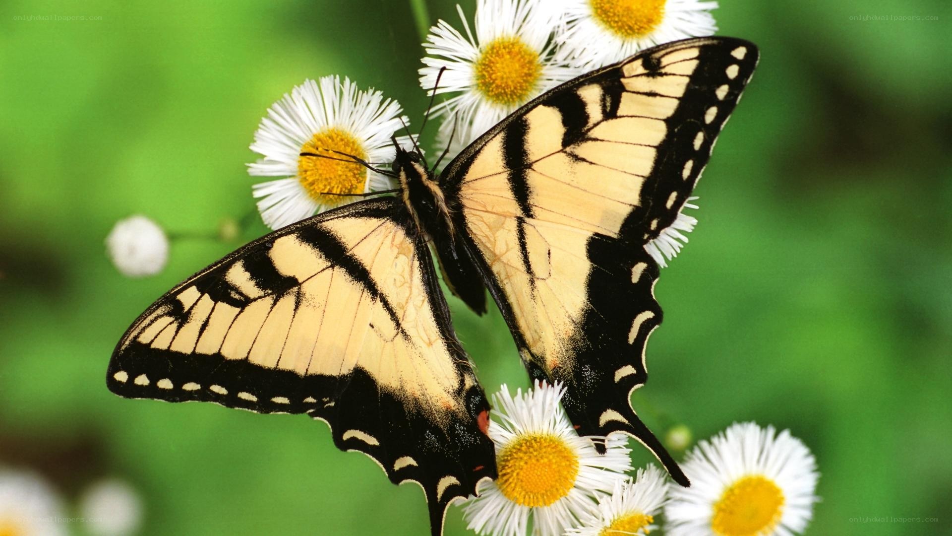 butterfly on white flowers