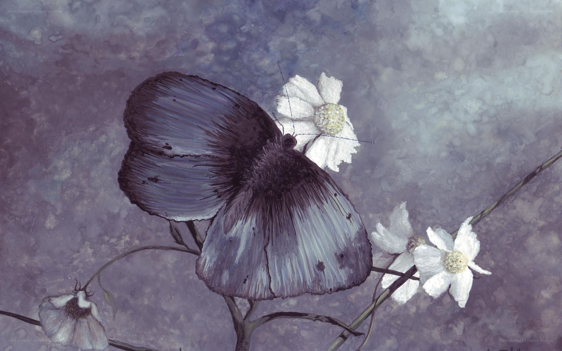 Butterfly on white flowers