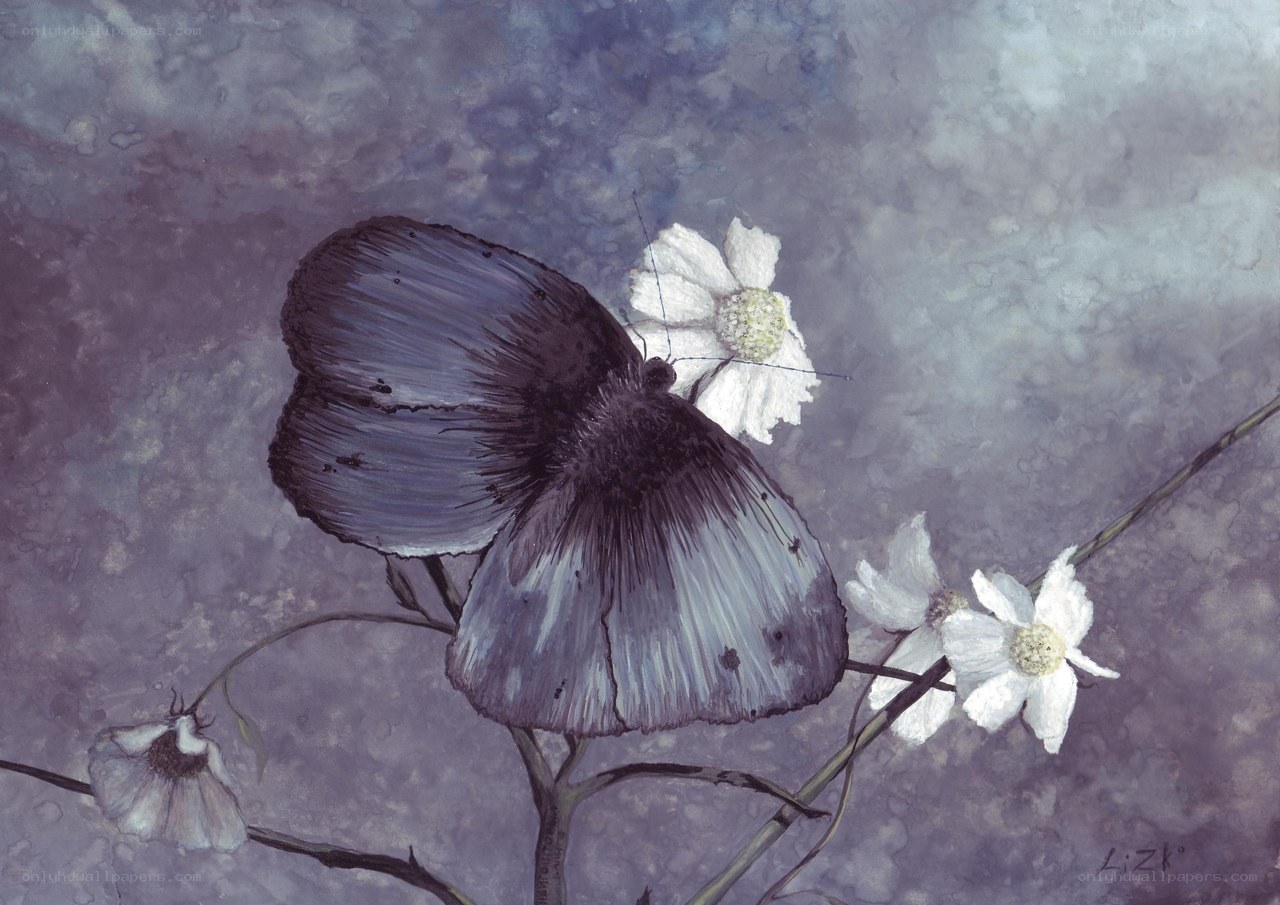 Butterfly on white flowers