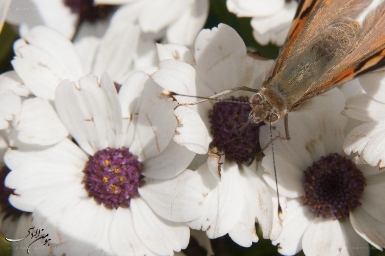 butterfly on white flowers