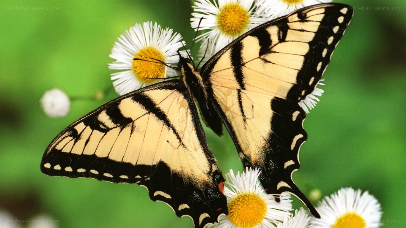 butterfly on white flowers
